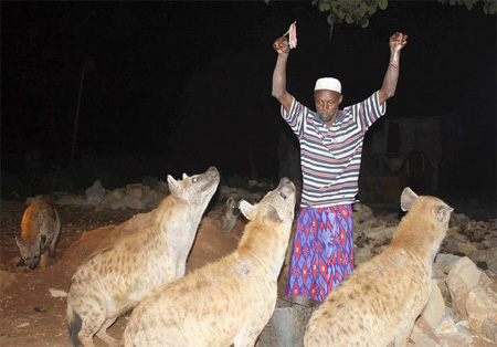 Ethiopia hyenas: Not biting the hand that feeds them